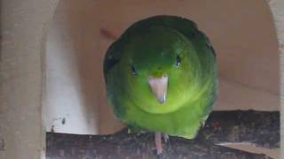 Lineolated Parakeet Henry talking [upl. by Alyaj]