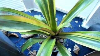 How to water care for indoor bromeliads [upl. by Royo296]