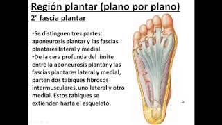 L42  Anatomía topográfica del pie  Anatomía 2  FMed UBA [upl. by Lenrad]