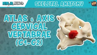 Atlas amp Axis Cervical Vertebrae C1C2 Anatomy [upl. by Aek]