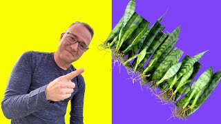 Secrets to Snake Plant Propagation How to Propagate Sansevieria [upl. by Barnie841]