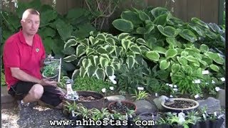 How To Use Mini Hostas In Your Garden [upl. by Armstrong]