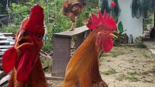 BUNYI AYAM BERKOKOK  Suara Ayam Mencari Ayam Betina [upl. by Ocinom]