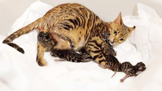 Bengal Cat Giving Birth to 5 Kittens  Beautiful amp Emotional [upl. by Nats]