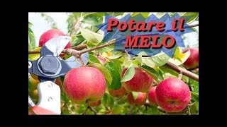 POTARE IL MELO [upl. by Trenna]