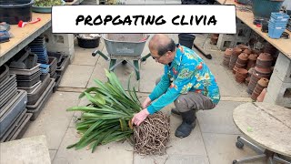 Propogating a Clivia [upl. by Adnouqal]