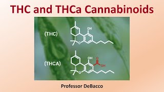 THC and THCa Cannabinoids [upl. by Rehsu138]