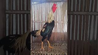 Suara Kokok Ayam Bangkok Juwara [upl. by Erastes]