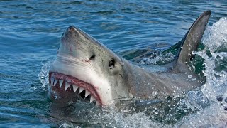 Meet the great white shark  Oceana [upl. by Iram182]