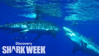 Great White Attacks Another Shark  Shark Week [upl. by Ik]