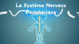 Neurolexique 3  Le Système Nerveux Périphérique [upl. by Jt]