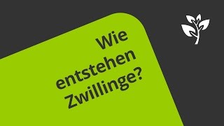 Die Entstehung von Zwillingen  Biologie  Humanbiologie [upl. by Stace402]