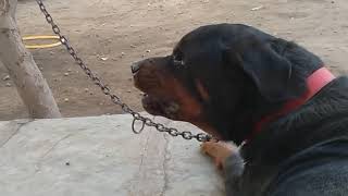 Rottweiler barking sound [upl. by Justus]