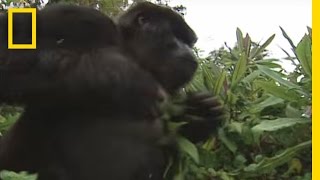 How to Survive a Gorilla Charge  National Geographic [upl. by Rotberg]