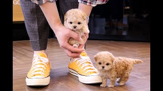 maltese poodle Cutest Maltipoo😝🥰 l Korea teacup puppies [upl. by Zadoc398]