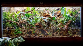 INCREDIBLE FireBellied Toad Island Paludarium with Waterfalls [upl. by Bristow]