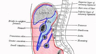 Peritoneal Cavity  Part 1  Anatomy Tutorial [upl. by Yrkcaz181]