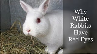 Why White Rabbits Have Red Eyes [upl. by Ssidnac363]