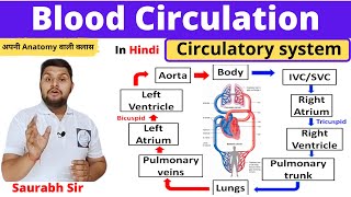 Blood circulation Circulatory system in Hindi Systemic and pulmonary circulation Nursing NEET [upl. by Fabrienne]