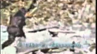 Bigfoot caught on tape Patterson footage stabilized [upl. by Nations]