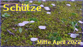 ♐ Schütze  Mitte April 2022 ♐  Der Griff nach den Sternen [upl. by Huckaby]