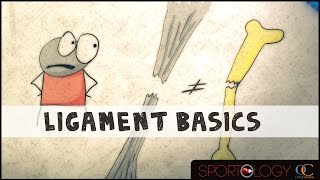 Ligament Basics  Science Explained [upl. by Wichman]