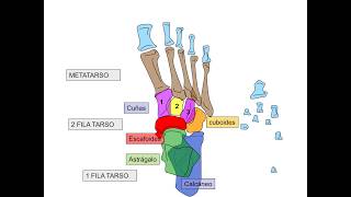 Huesos del del pie  Anatomía pedagógica [upl. by Pizor]