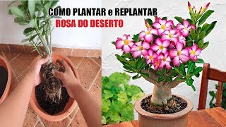 Forma correta de Plantar e Replantar ROSA DO DESERTO  How to plant Adenium obesum [upl. by Aehr]