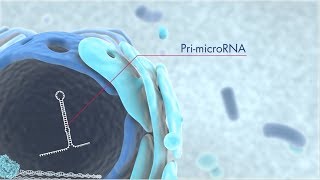 Discover microRNA origins and the latest technology for miRNA research [upl. by Todhunter81]