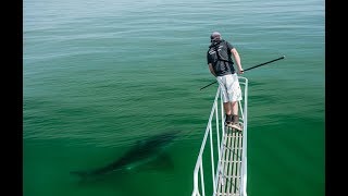 Tracking Cape Cod White Sharks with Greg Skomal [upl. by Itch]