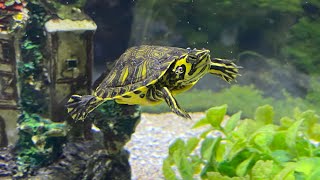 How to take good care of yellow belly slider turtles [upl. by Yelrak]