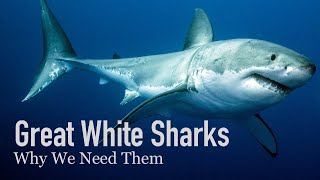 Why our Oceans need Great White Sharks [upl. by Aniarrol]