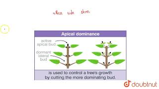 Apical dominance in higher plants is due to [upl. by Kelvin]