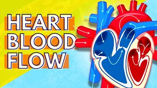 How Blood Flows Through the Heart [upl. by Mario]