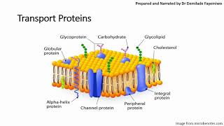 Chapter 41 Cell Membranes and Transport Phospholipids and Cell Signaling [upl. by Ardnusal]