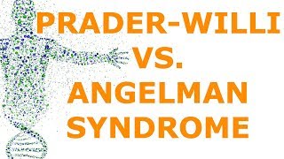 PraderWilli vs Angelman Syndrome Imprinting [upl. by Akapol750]