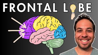 The Frontal Lobe  Location and Function [upl. by Silenay]