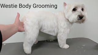 Westie Body Grooming Summer Clip [upl. by Jasisa522]