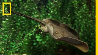 New Discovery Watch How Stingrays Eat  National Geographic [upl. by Jaddo463]