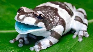 7 Ranas Más Venenosas Y Peligrosas Del Mundo [upl. by Slade]