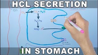 Mechanism of HCL Secretion [upl. by Orat466]