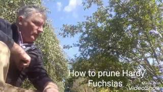 How to prune Hardy Fuchsias [upl. by Purcell]