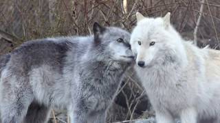 Wolves say quotHello I love You You too You as wellquot [upl. by Pitzer]