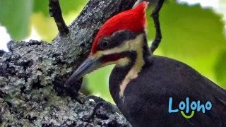 Woody Woodpecker  No Time Like A Present  Full Episodes [upl. by Ellebyam830]