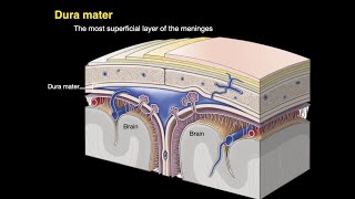 Meninges and Dural venous sinuses [upl. by Hellene]