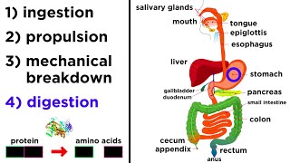 The Digestive System [upl. by Werd]