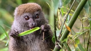 The Cutest Lemur  Island of Lemurs Madagascar Featurette [upl. by Adlay1]