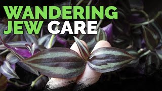 Wandering Jew Plant Care Growing Tradescantia Zebrina [upl. by Ibbob136]