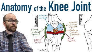 Anatomy of the Knee Joint [upl. by Weinstock546]