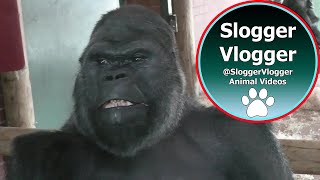 Silverback Gorilla Shows Strength When Throwing Female [upl. by Neils]